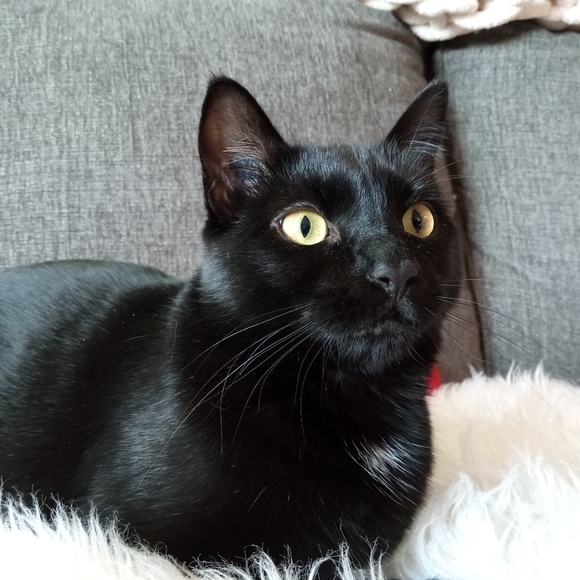 Meet your Posher, Katie - Picture 9 of 16